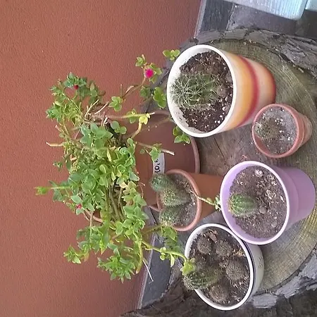 Lavanda E Timo Goro
